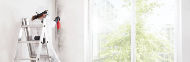 Best Black Mold Removal  in Worland, WY